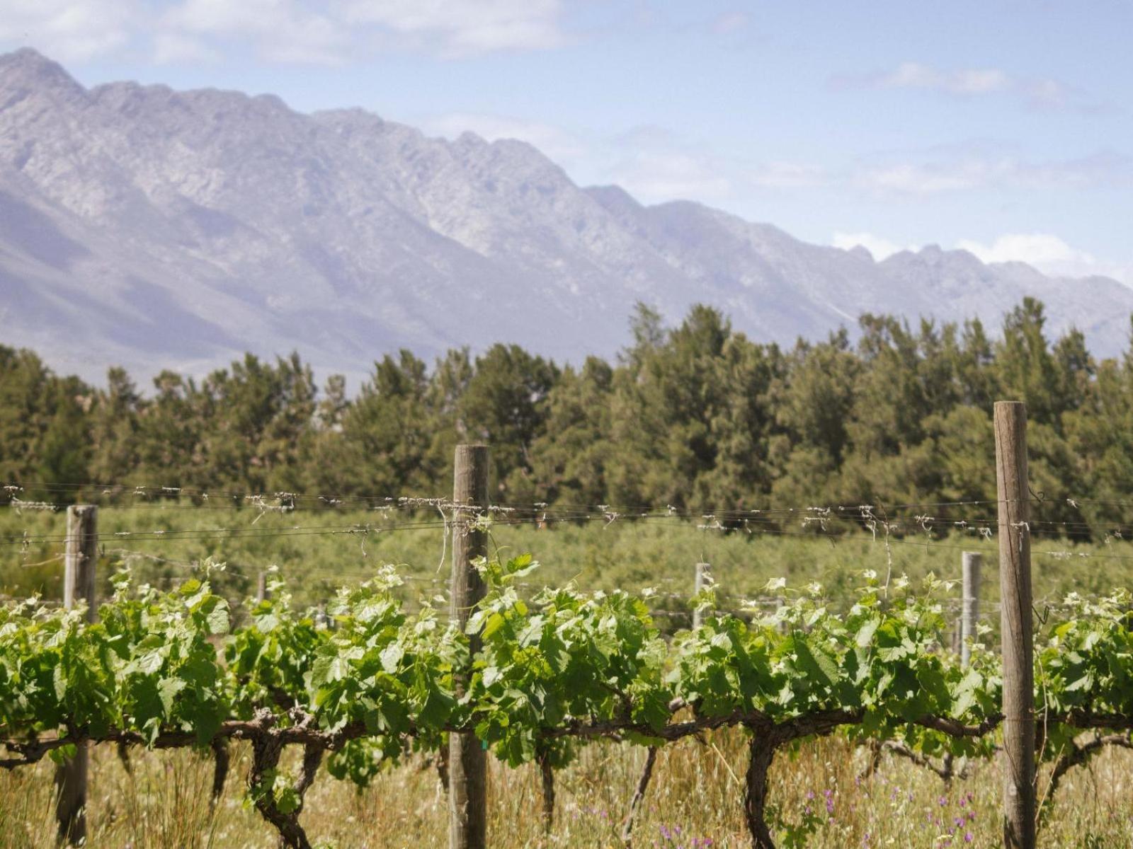 Duikersdrift Winelands Country Escape Hotel Тулбаг Екстериор снимка