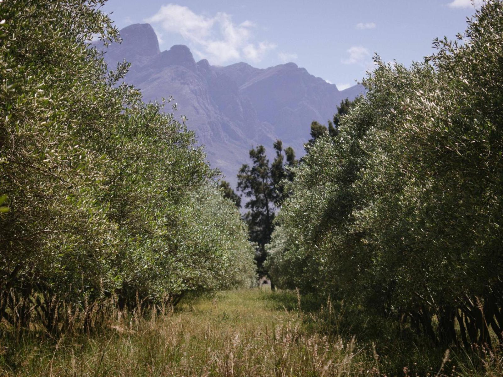 Duikersdrift Winelands Country Escape Hotel Тулбаг Екстериор снимка